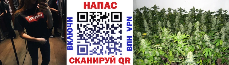 Канабис конопля Назрань